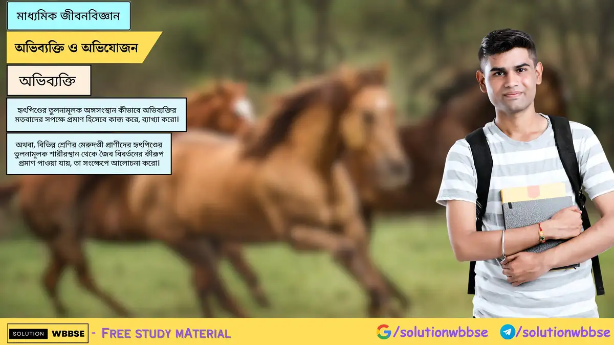 হৃৎপিণ্ডের তুলনামূলক অঙ্গসংস্থান কীভাবে অভিব্যক্তির মতবাদের সপক্ষে প্রমাণ হিসেবে কাজ করে, ব্যাখ্যা করো।