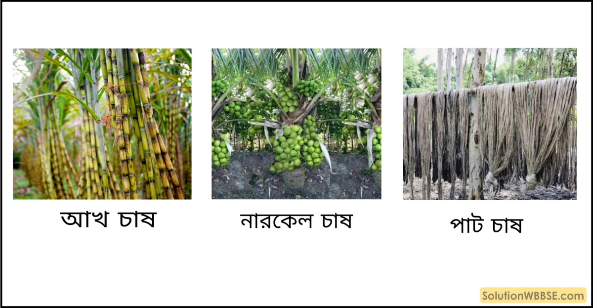 আখ চাষ, নারকেল চাষ ও পাট চাষ