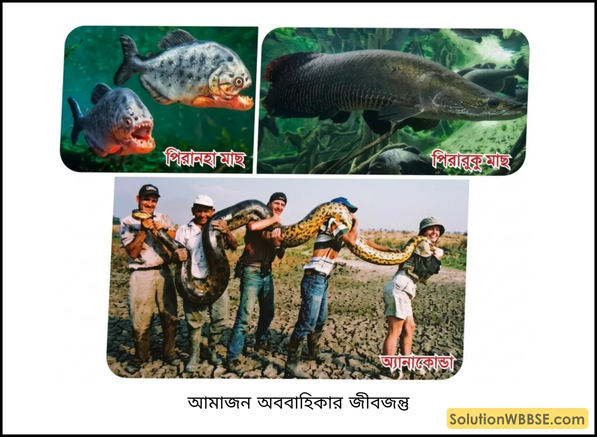 আমাজন অববাহিকার জীবজন্তু