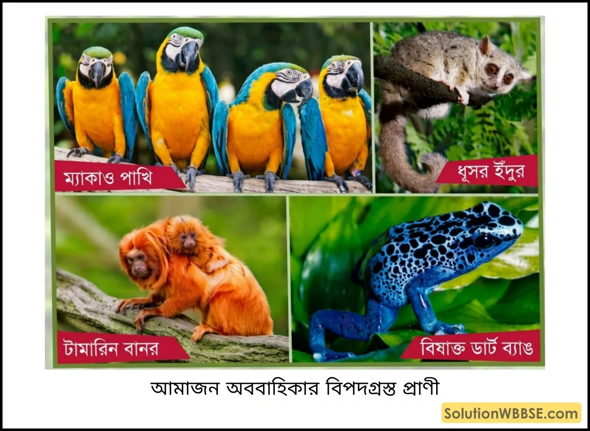 অষ্টম শ্রেণি ভূগোল - দক্ষিণ আমেরিকা - আমাজন অববাহিকা - ব্যাখ্যামূলক প্রশ্ন ও উত্তর 2 আমাজন অববাহিকার বিপদগ্রস্ত প্রাণী