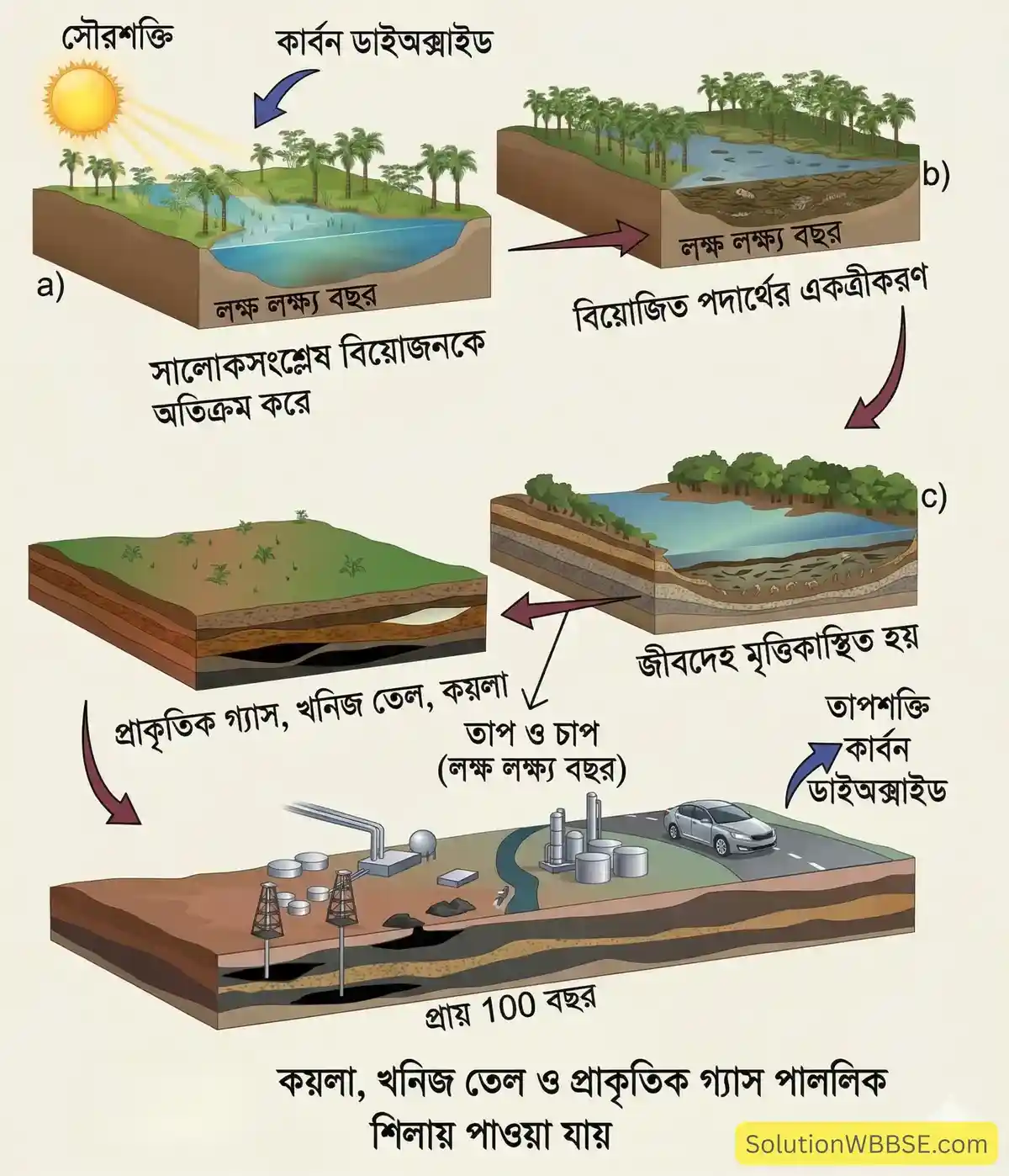 কয়লা, খনিজ তেল ও প্রাকৃতিক গ্যাস পাললিক শিলায় পাওয়া যায়
