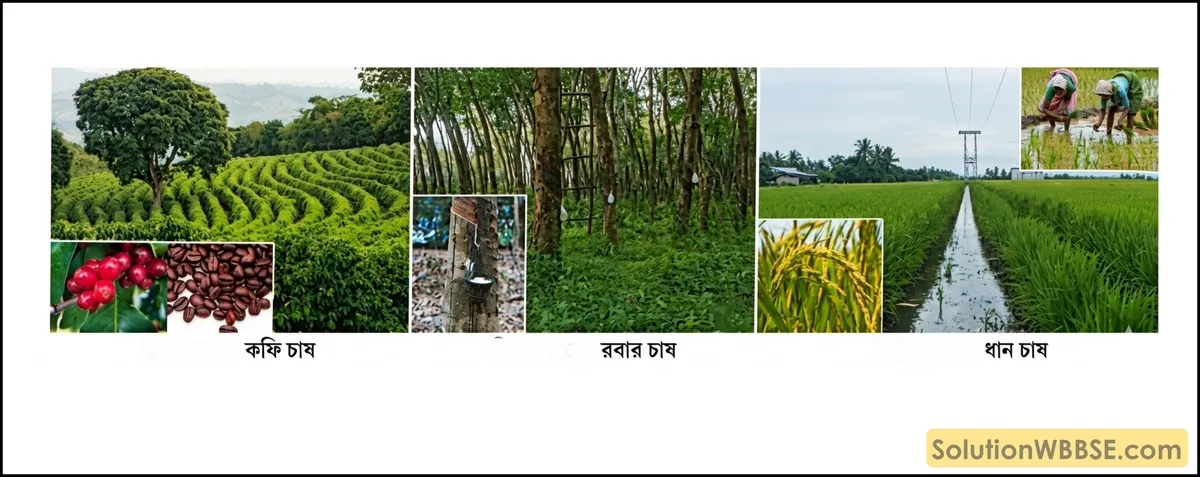 কৃষিকাজ