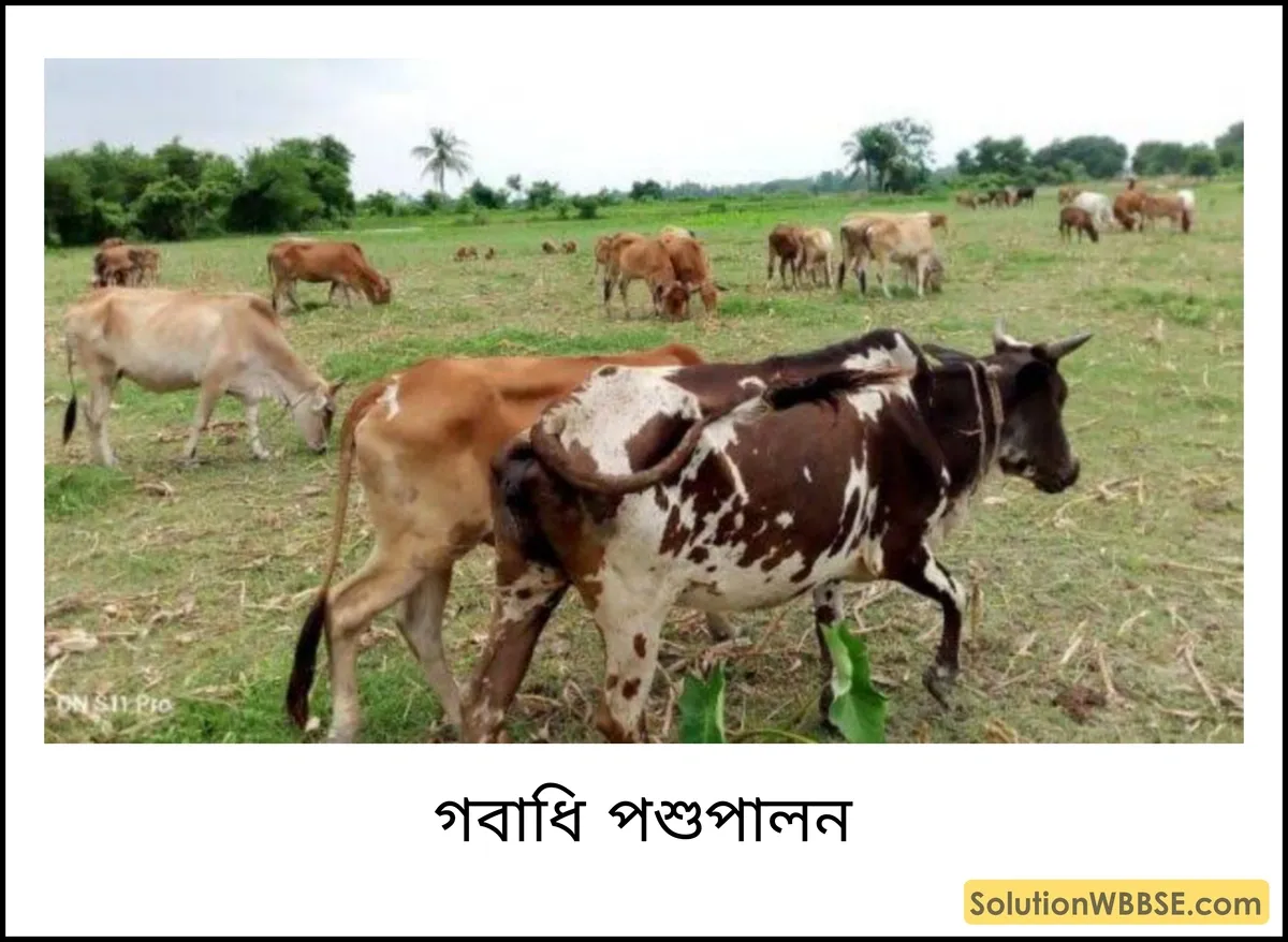 গবাধি পশুপালন
