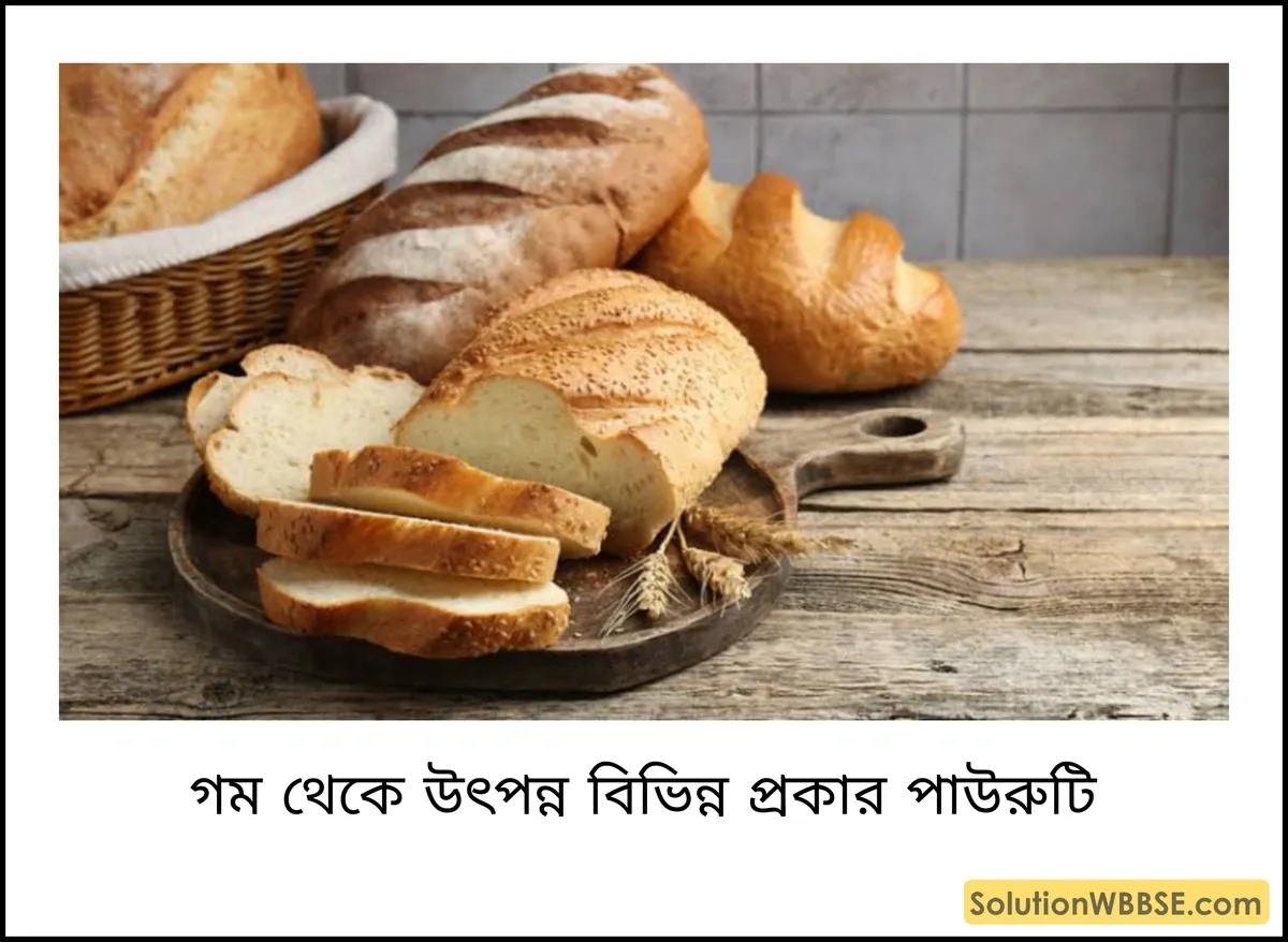 গম থেকে উৎপন্ন বিভিন্ন প্রকার পাউরুটি