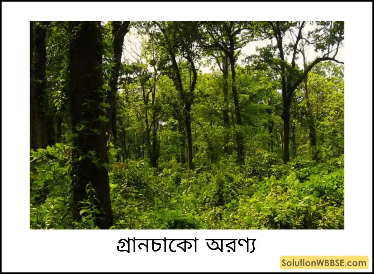 অষ্টম শ্রেণি ভূগোল - দক্ষিণ আমেরিকা - দক্ষিণ আমেরিকার প্রাকৃতিক বৈশিষ্ট্য - টীকা 5 গ্রানচাকো অরণ্য