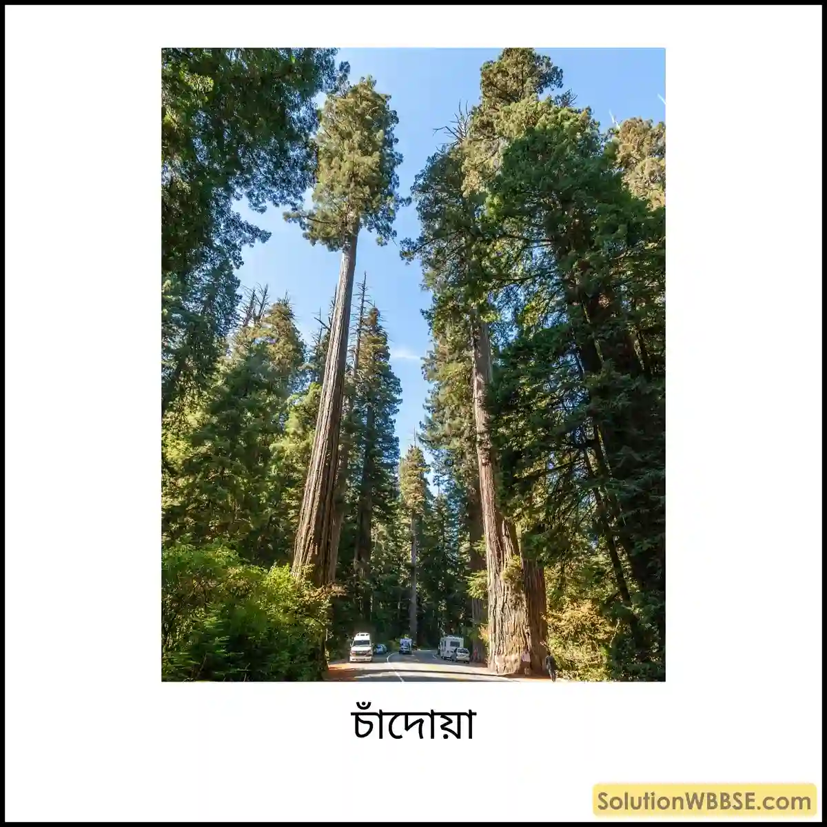 চাঁদোয়া