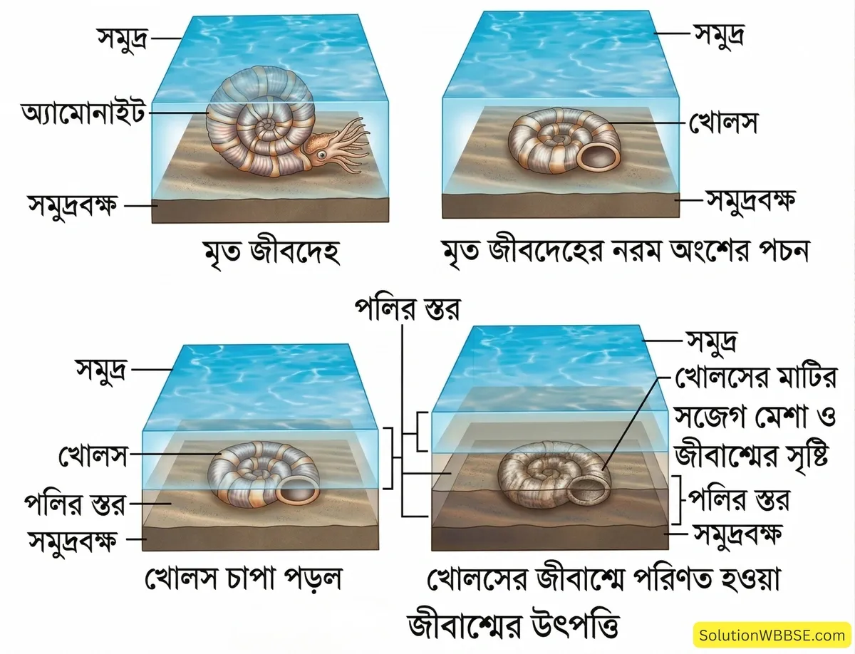 জীবাশ্মের উৎপত্তি