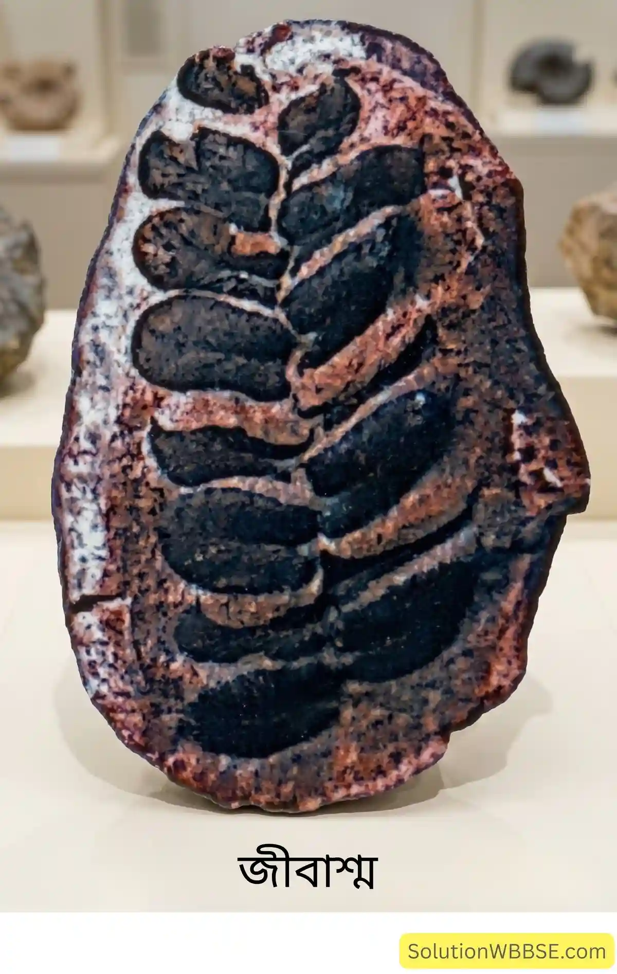 জীবাশ্ম