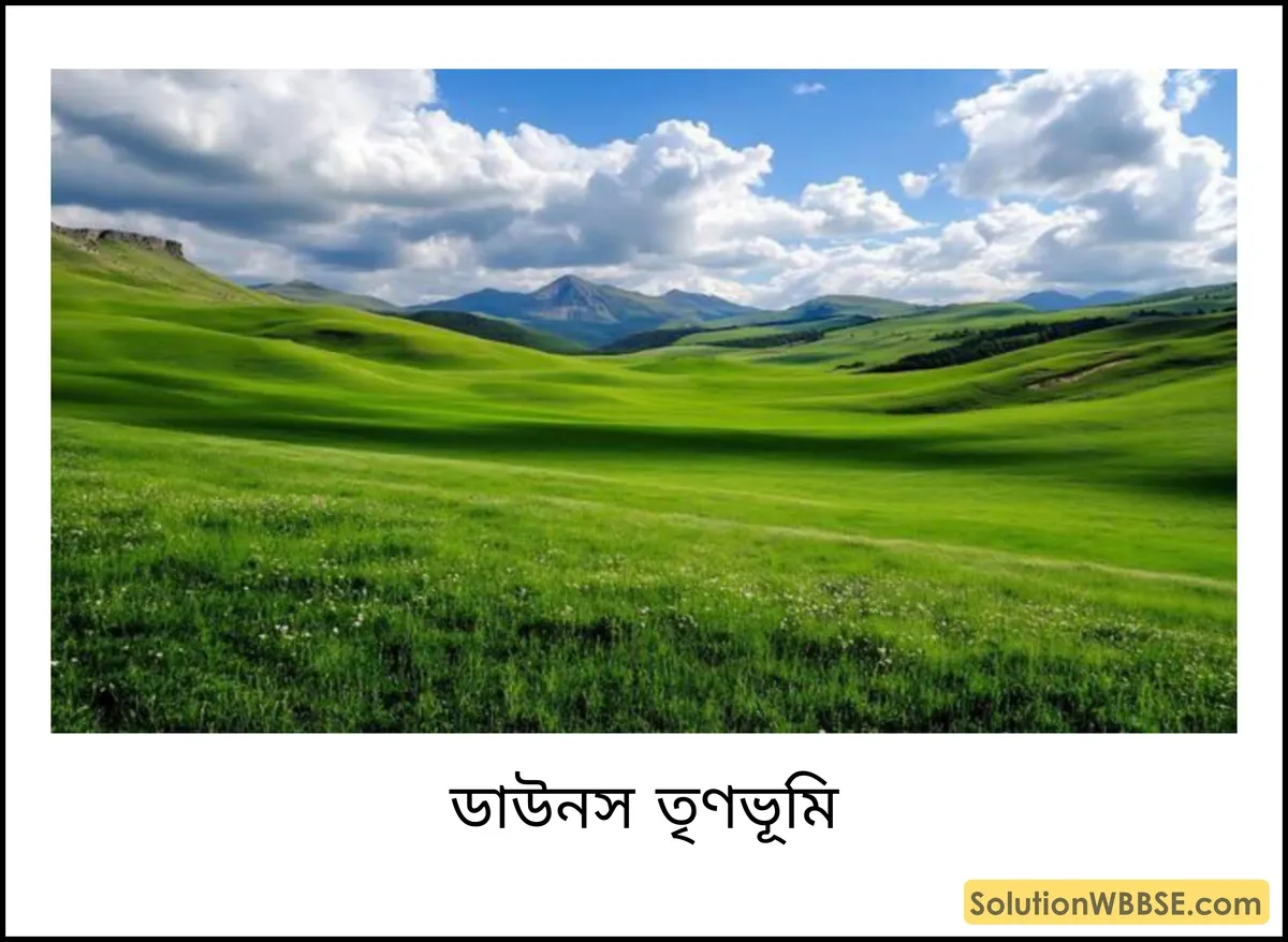 ডাউনস তৃণভূমি