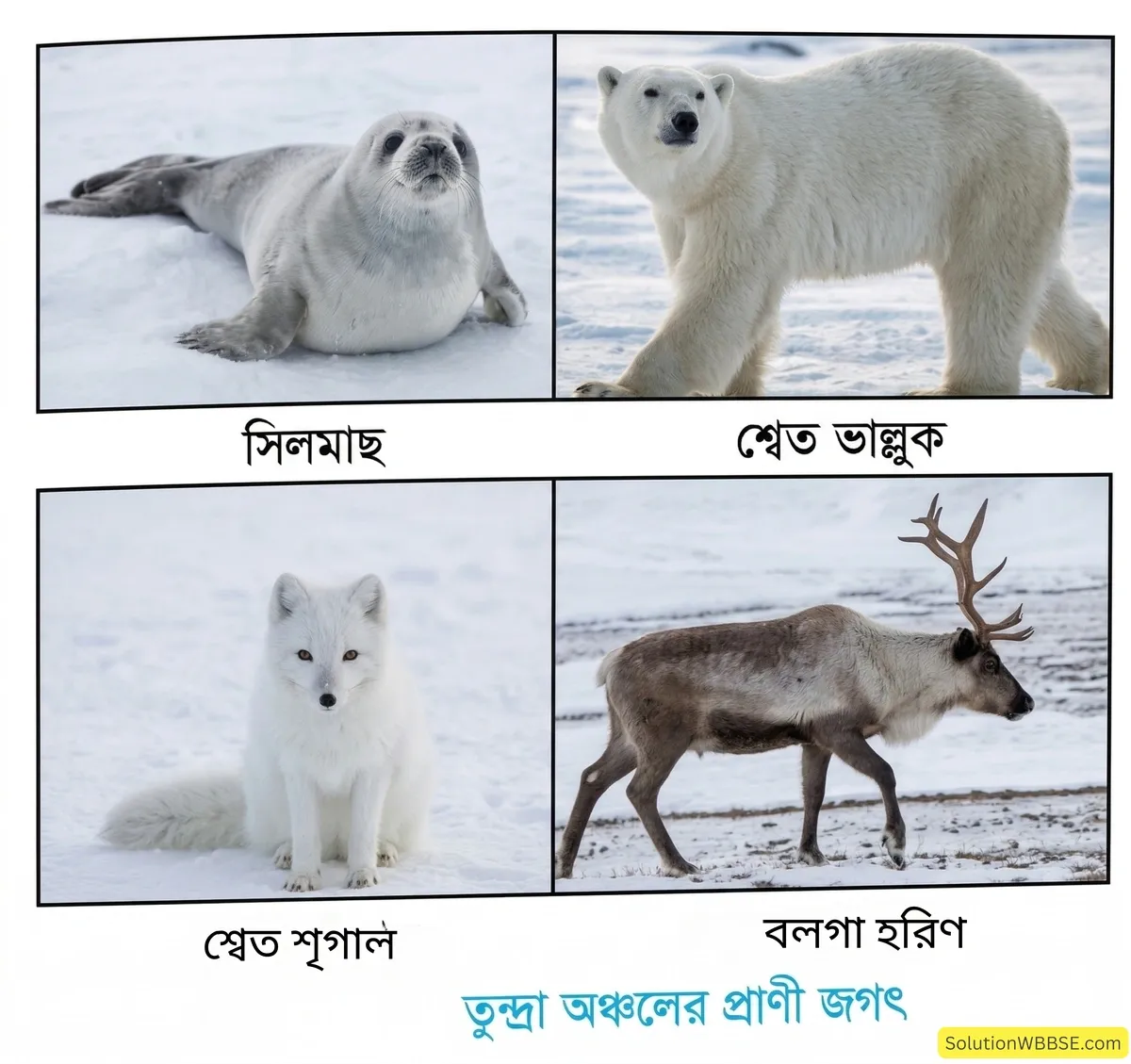 তুন্দ্রা অঞ্চলের প্রাণী জগৎ