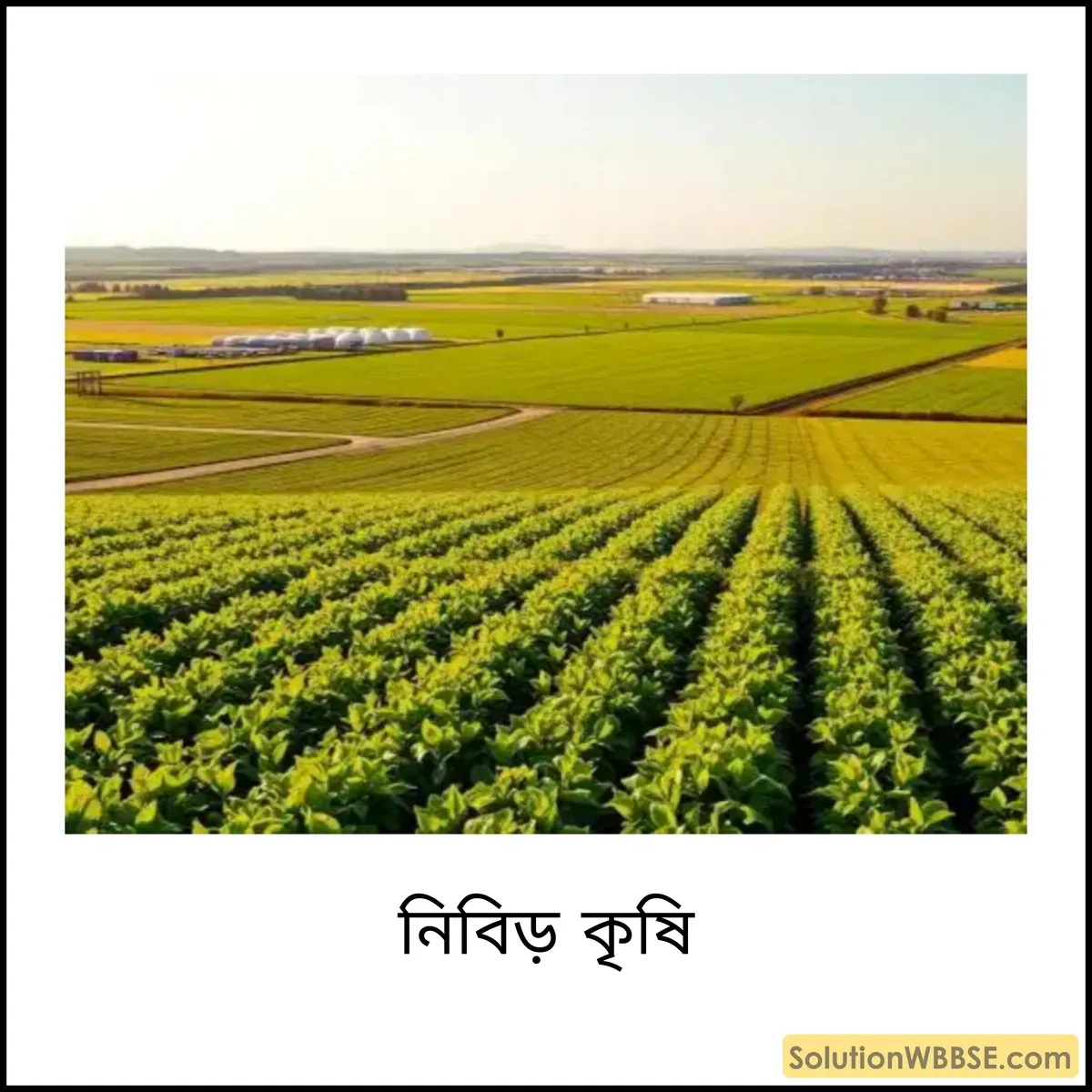 নিবিড় কৃষি