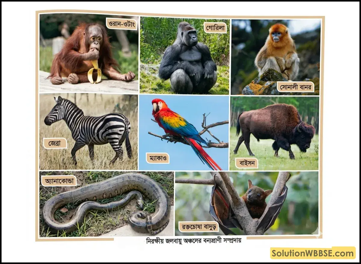 নিরক্ষীয় জলবায়ু অঞ্চলের বন্যপ্রাণী সম্প্রদায়