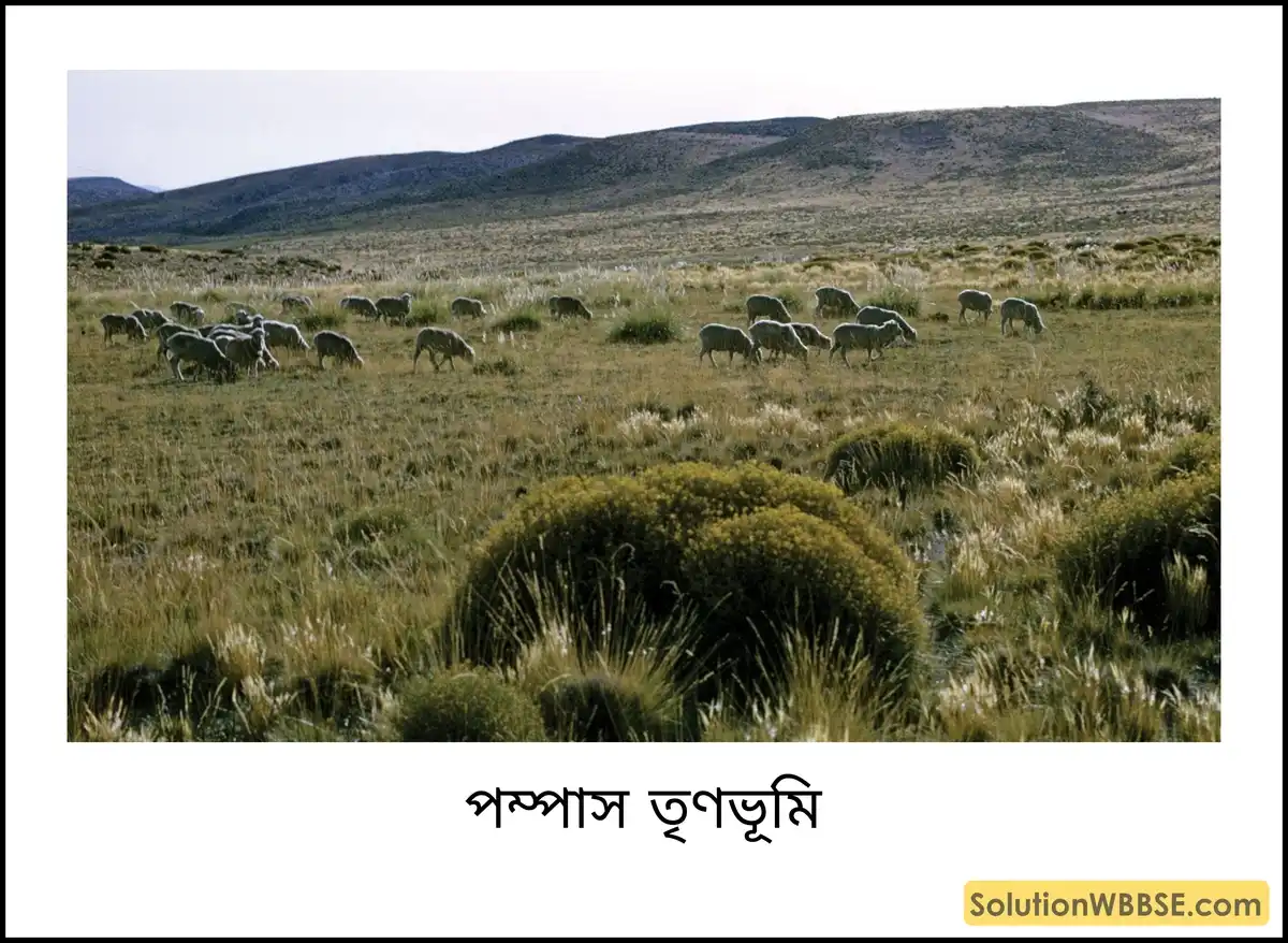 পম্পাস তৃণভূমি