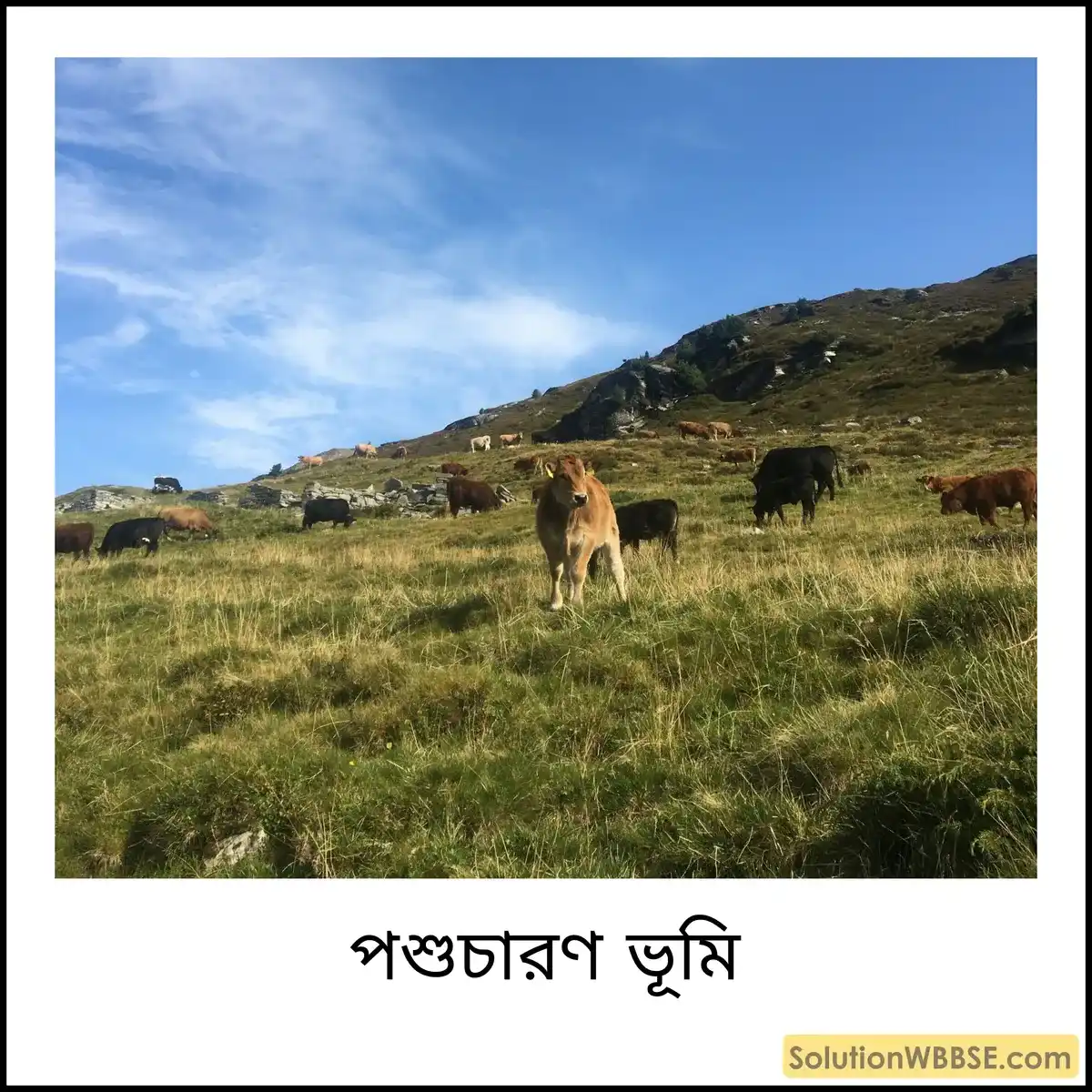 পশুচারণ ভূমি