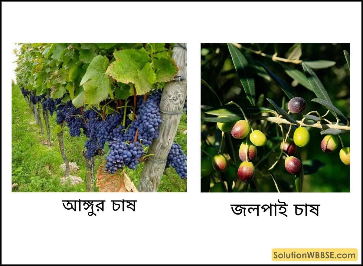 ফল চাষ