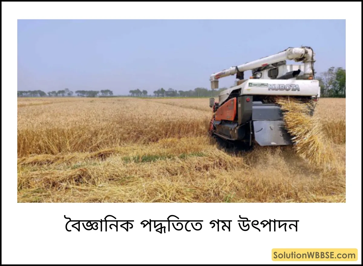 বৈজ্ঞানিক পদ্ধতিতে গম উৎপাদন