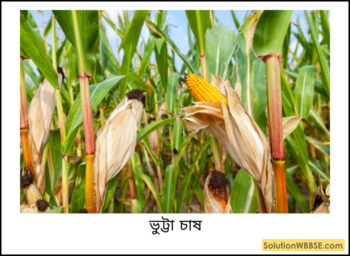 ভুট্টা চাষ