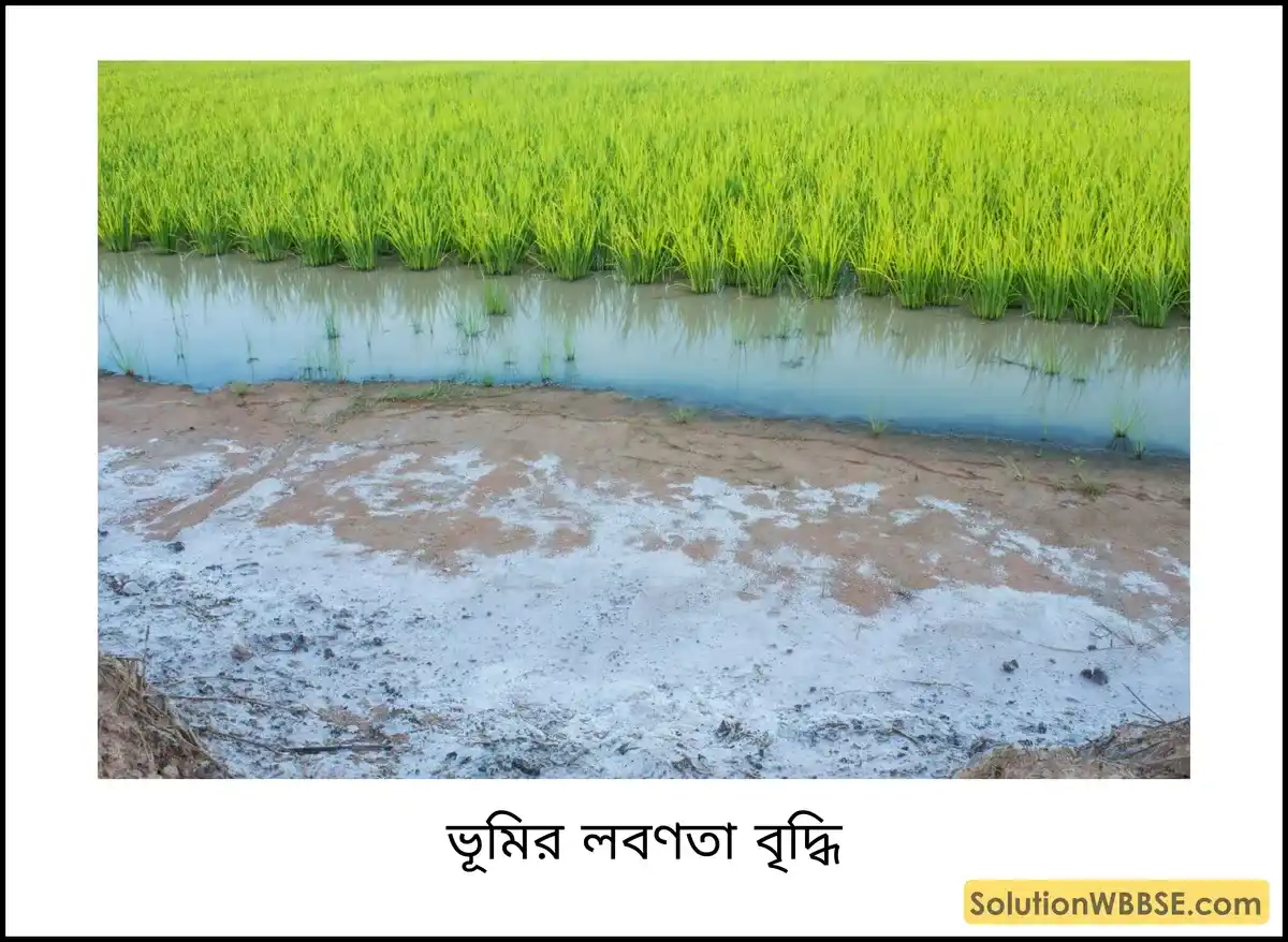 ভূমির লবণতা বৃদ্ধি