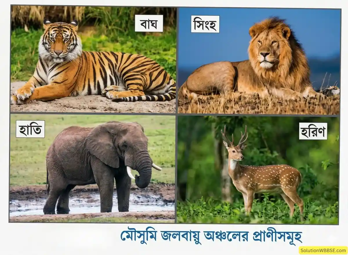 মৌসুমি জলবায়ু অঞ্চলের প্রাণীসমূহ