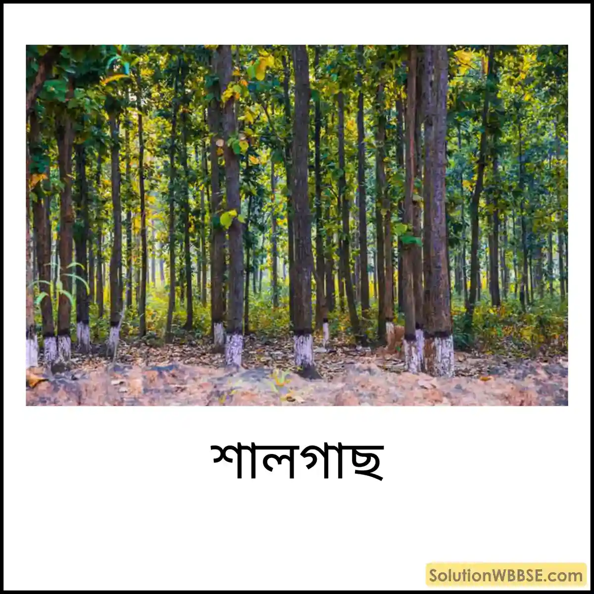শালগাছ