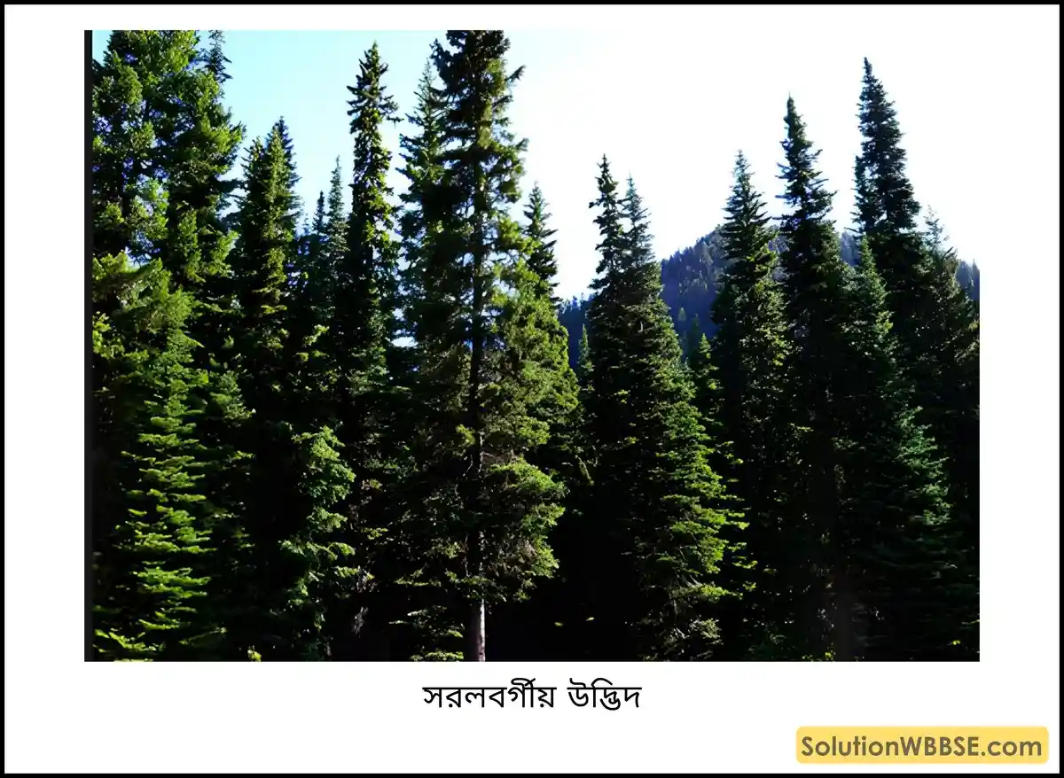 সরলবর্গীয় উদ্ভিদ