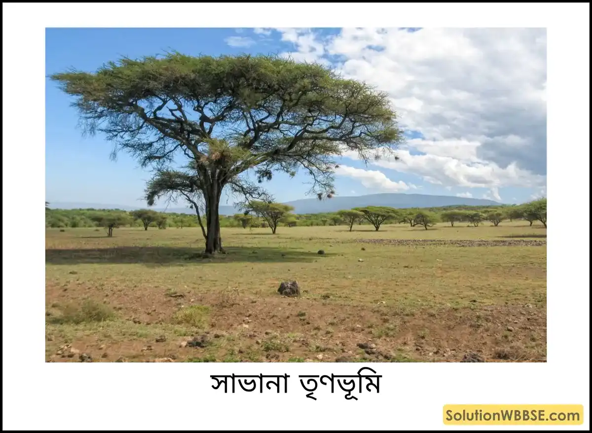 অষ্টম শ্রেণি ভূগোল - দক্ষিণ আমেরিকা - দক্ষিণ আমেরিকার প্রাকৃতিক বৈশিষ্ট্য - টীকা 4 সাভানা তৃণভূমি