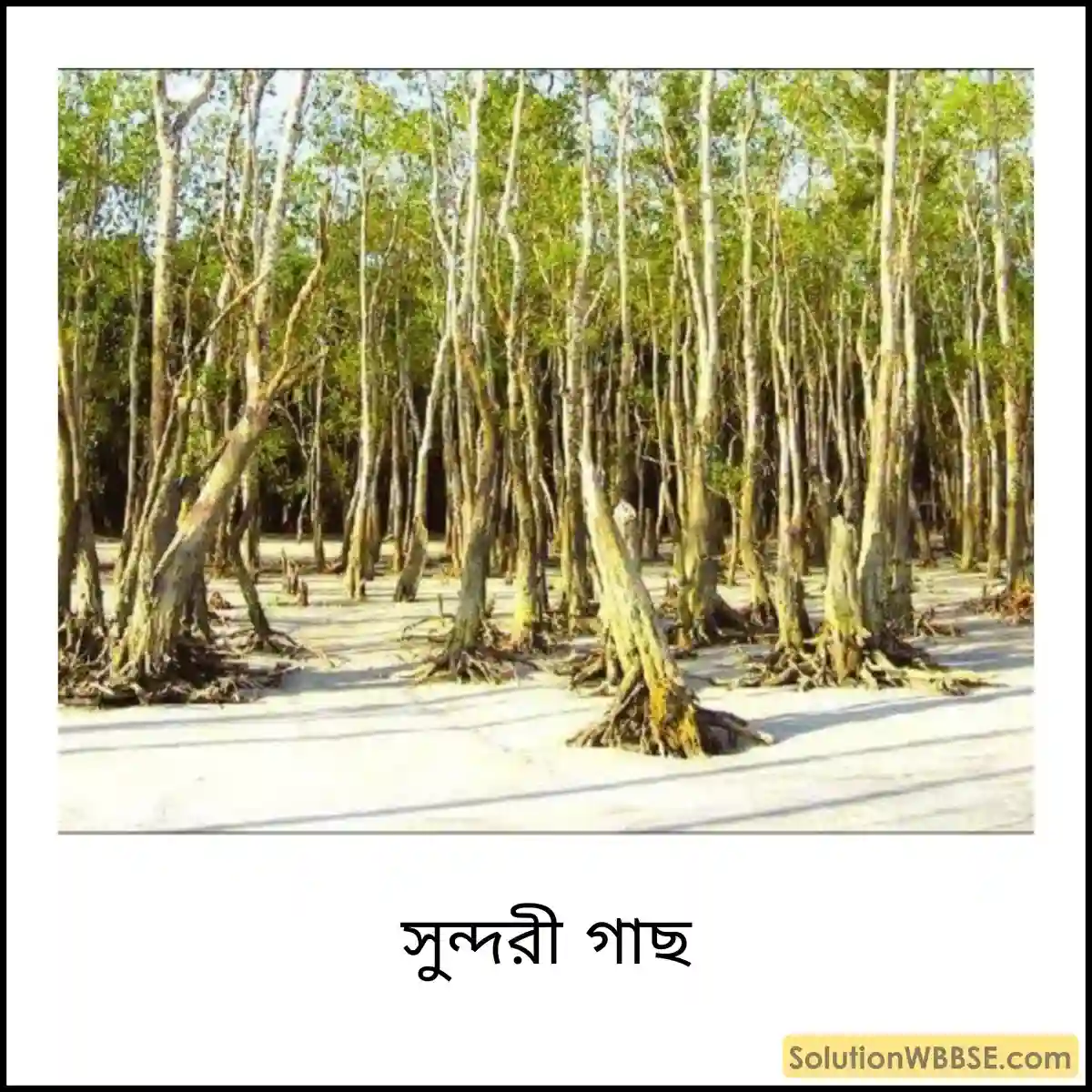 সুন্দরী গাছ