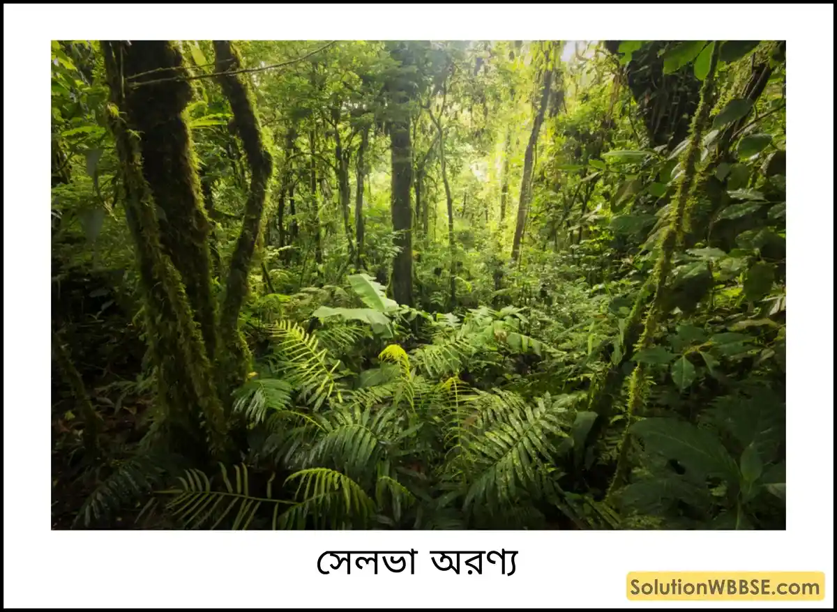 সেলভা অরণ্য