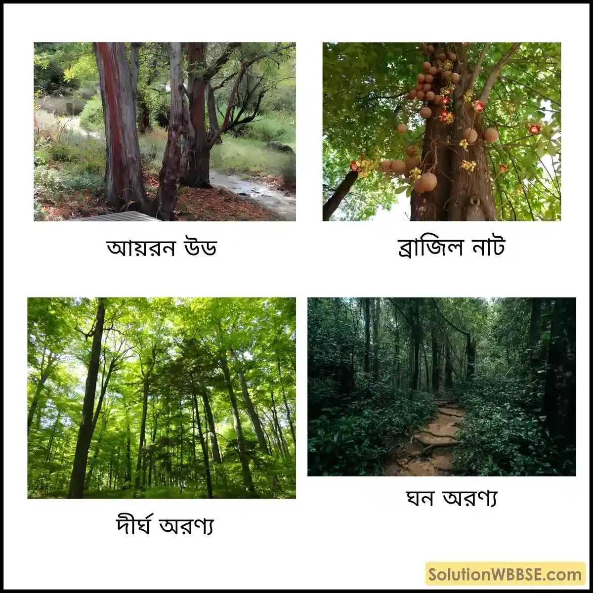 সেলভা প্রকৃতির উদ্ভিদ