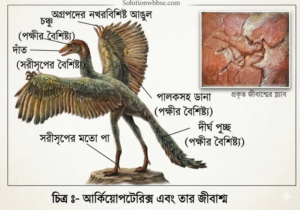জীবাশ্ম বলতে কী বোঝো? জীবাশ্মের প্রয়োজনীয়তা কী? 2 আর্কিয়োপটেরিক্সের জীবাশ্ম এবং পাখির সাথে তার বৈশিষ্ট্যের তুলনামূলক চিত্র - মাধ্যমিক জীবনবিজ্ঞান