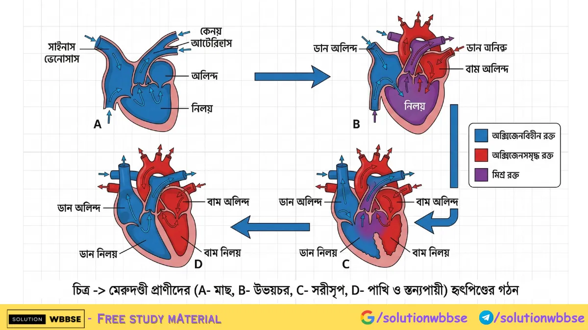 হৃৎপিণ্ডের তুলনামূলক অঙ্গসংস্থান ও জৈব বিবর্তনের প্রমাণ | মাধ্যমিক জীবনবিজ্ঞান 2 মেরুদণ্ডী প্রাণীদের হৃৎপিণ্ডের তুলনামূলক অঙ্গসংস্থান ও জৈব বিবর্তনের প্রমাণ - Comparative anatomy of vertebrate hearts class 10