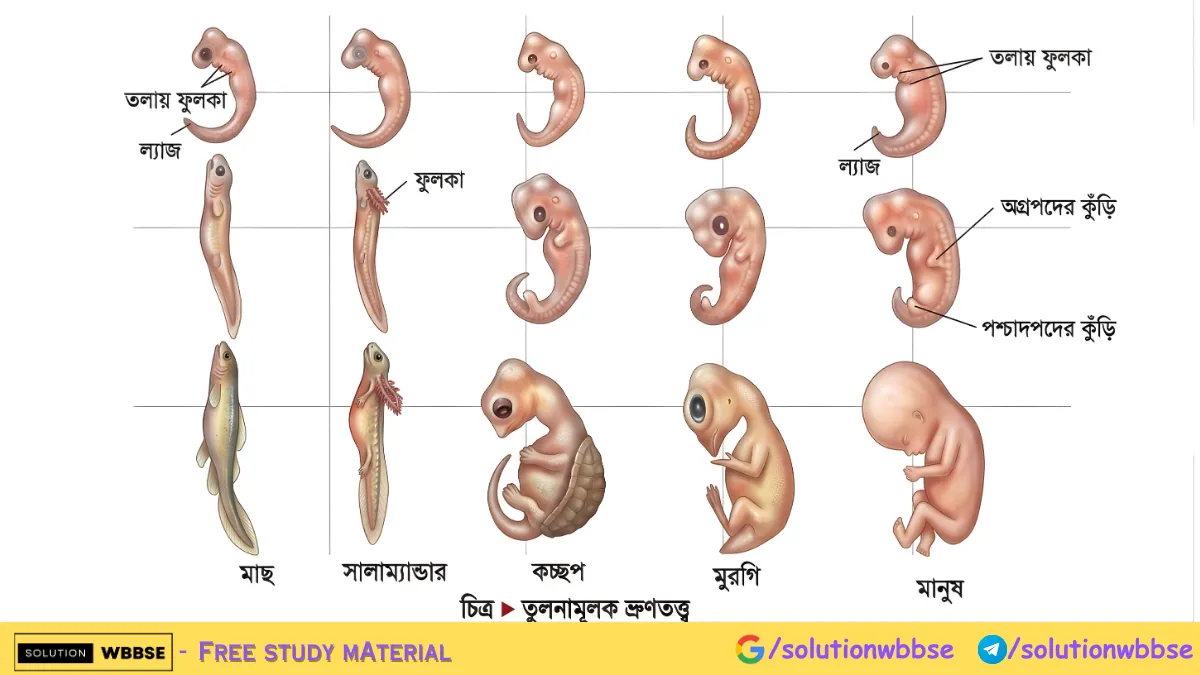 অভিব্যক্তির সপক্ষে ভ্রূণতত্ত্বঘটিত প্রমাণের তুলনামূলক চিত্র: মাছ, ব্যাঙ, কচ্ছপ, মুরগি ও মানুষের ভ্রূণ