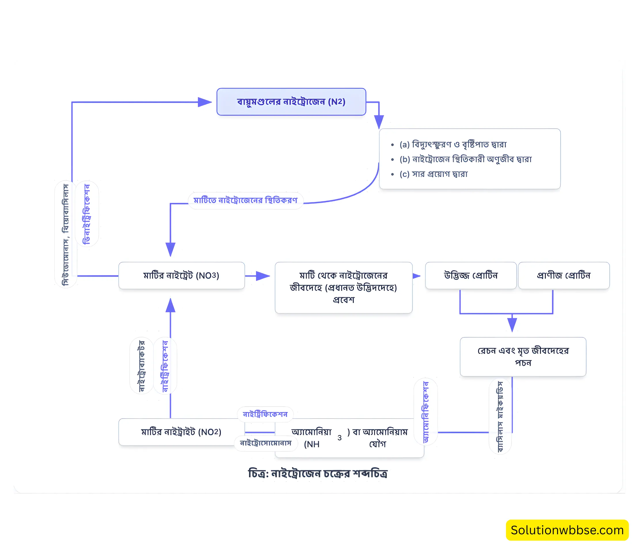 নাইট্রোজেন চক্রের শব্দচিত্র ও পর্যায়চিত্র - মাধ্যমিক জীবনবিজ্ঞান