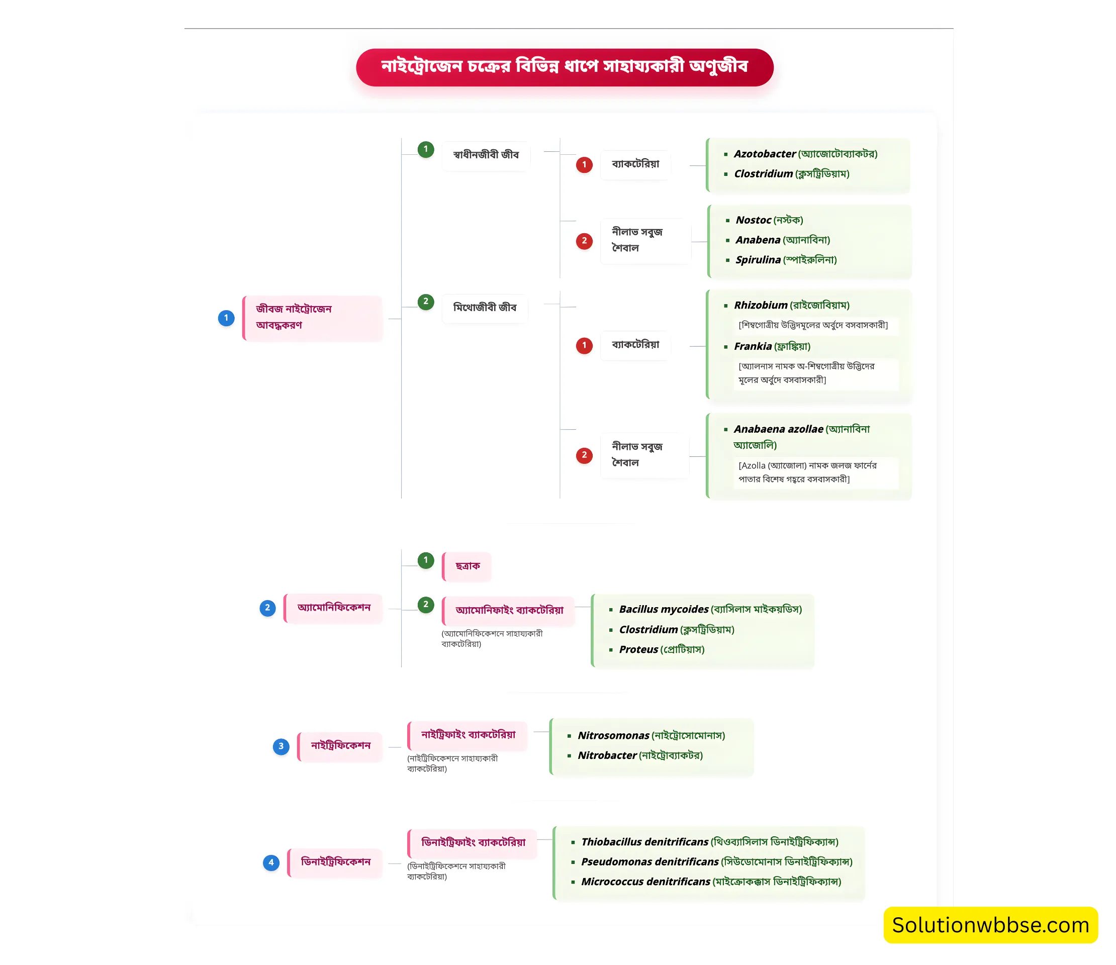 নাইট্রোজেন চক্রের বিভিন্ন ধাপে সাহায্যকারী অণুজীবের ফ্লোচার্ট - মাধ্যমিক জীবনবিজ্ঞান।